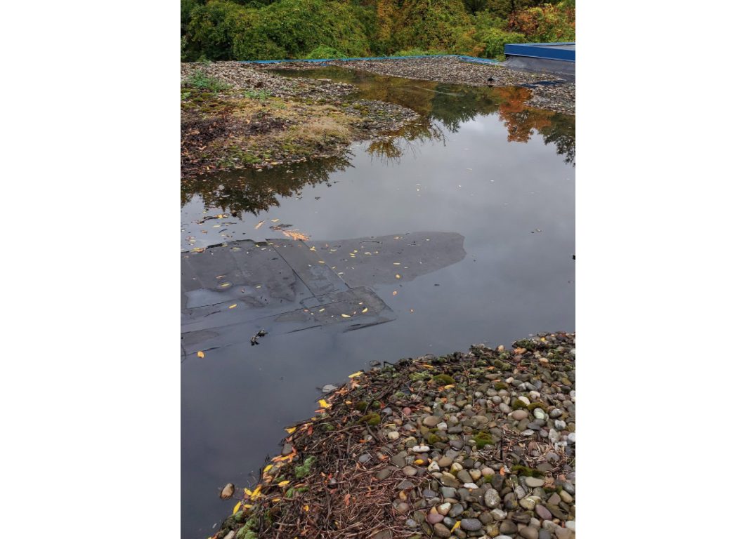 Glencliff roof with pooling water and vegetation on it